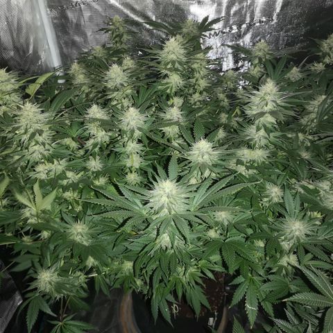 Cheese growlog timeline photo