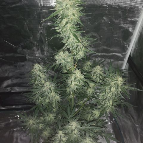 Banana hammock auto  growlog timeline photo