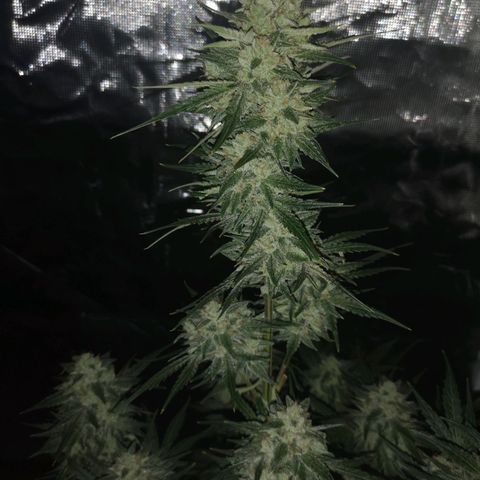 Banana hammock auto  growlog timeline photo