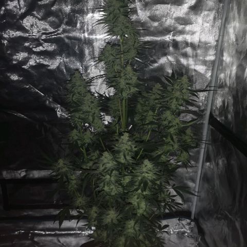 Banana hammock auto  growlog timeline photo
