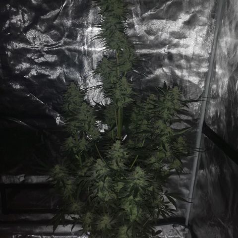 Banana hammock auto  growlog timeline photo