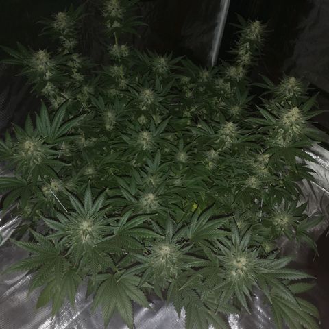 Northern Lights #5 growlog timeline photo