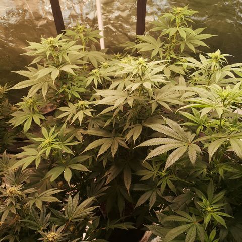 10th Planet growlog timeline photo