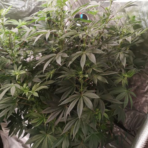 O. K. C growlog timeline photo
