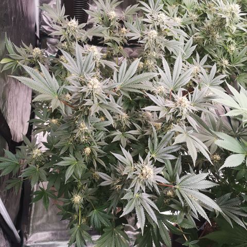 Grandaddy black growlog timeline photo