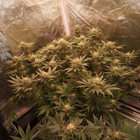 Cheese growlog timeline photo