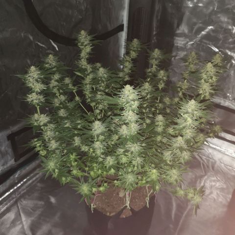 Northern Lights #5 growlog timeline photo