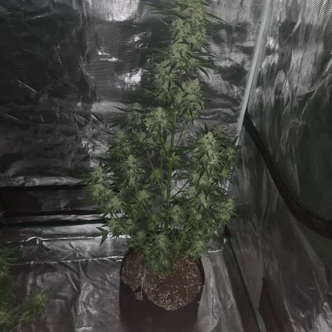 Banana hammock auto  growlog timeline photo