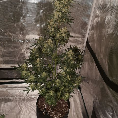 Banana hammock auto  growlog timeline photo