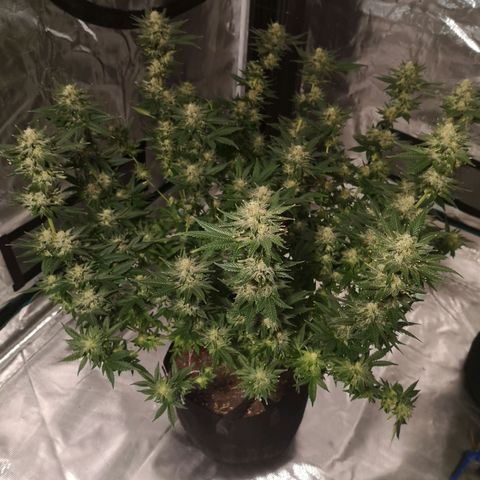 Northern Lights #5 growlog timeline photo