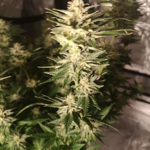 Northern Lights #5 growlog timeline photo