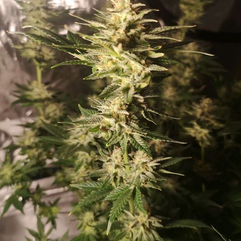 Northern Lights #5 growlog timeline photo