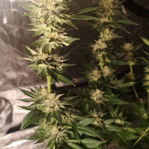 Northern Lights #5 growlog timeline photo