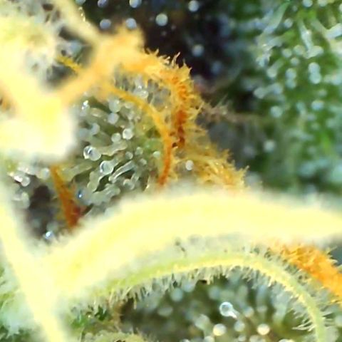 Grandaddy black growlog timeline photo