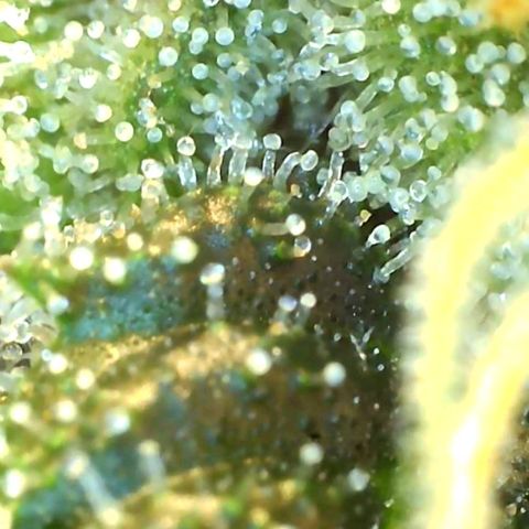 Grandaddy black growlog timeline photo