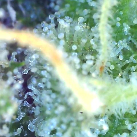 Grandaddy black growlog timeline photo