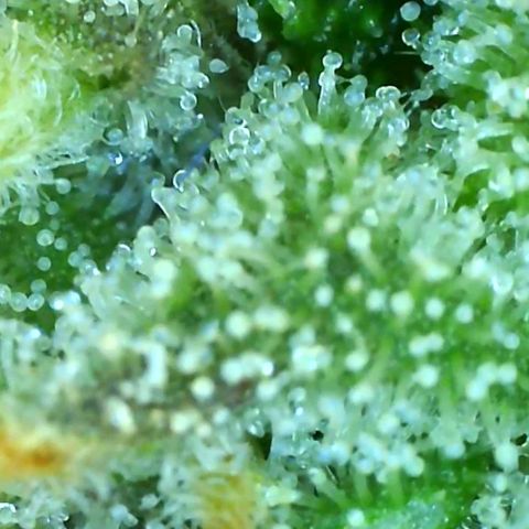 Grandaddy black growlog timeline photo