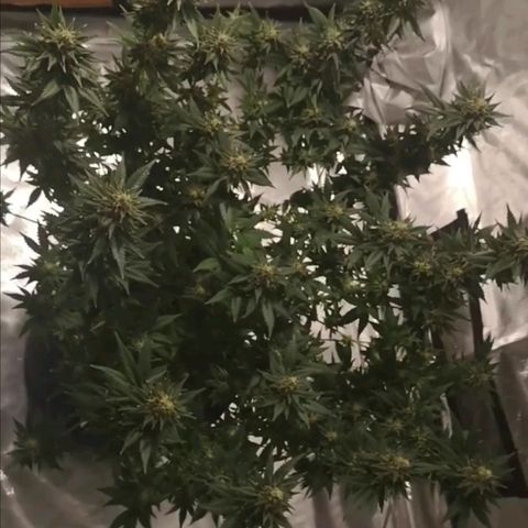 Northern Lights #5 growlog timeline photo