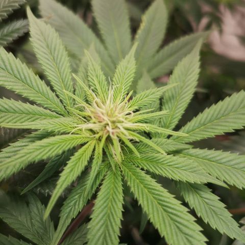 10th Planet growlog timeline photo