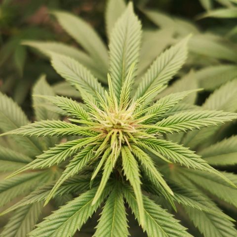 10th Planet growlog timeline photo