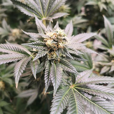 Grandaddy black growlog timeline photo