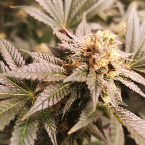 Grandaddy black growlog timeline photo