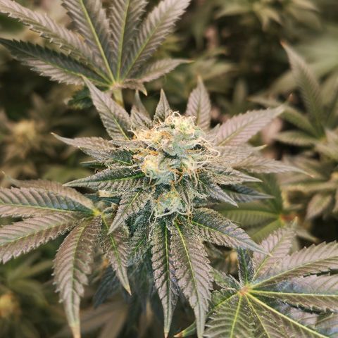 Grandaddy black growlog timeline photo