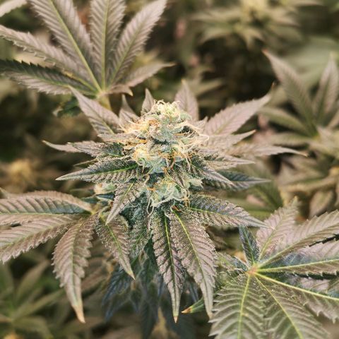 Grandaddy black growlog timeline photo