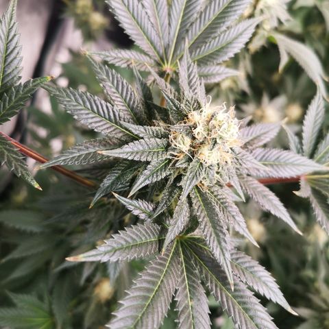 Grandaddy black growlog timeline photo