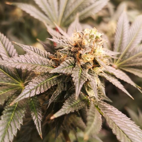 Grandaddy black growlog timeline photo