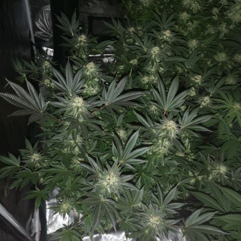 Grandaddy black growlog timeline photo