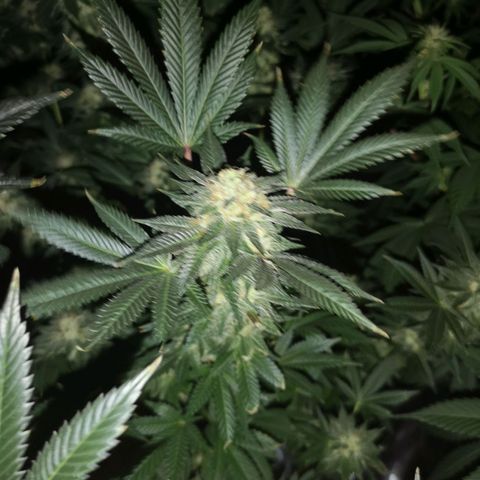 Grandaddy black growlog timeline photo