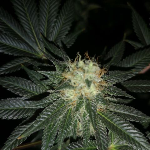 Grandaddy black growlog timeline photo