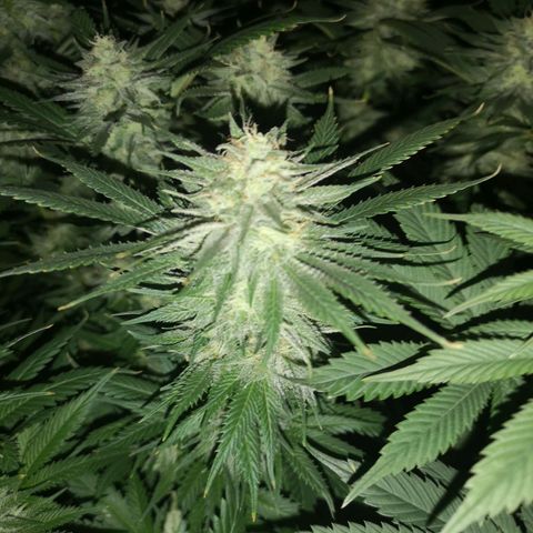 Cheese growlog timeline photo