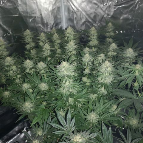 Cheese growlog timeline photo