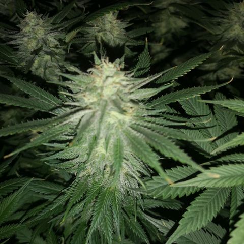 Cheese growlog timeline photo