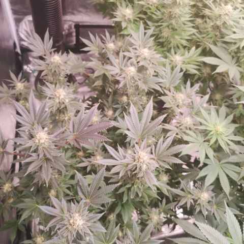 Grandaddy black growlog timeline photo