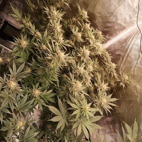 Cheese growlog timeline photo