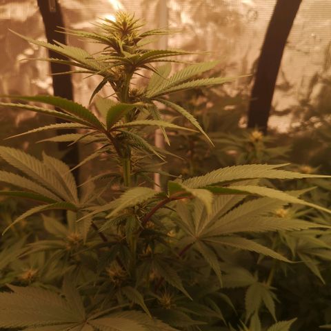 10th Planet growlog timeline photo