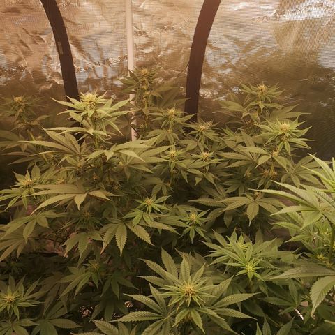 10th Planet growlog timeline photo