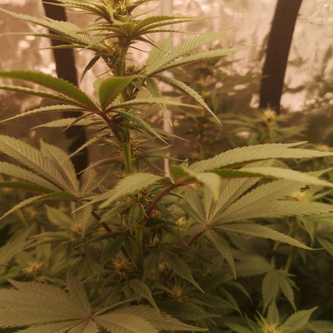 10th Planet growlog timeline photo