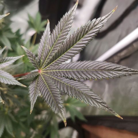 Grandaddy black growlog timeline photo