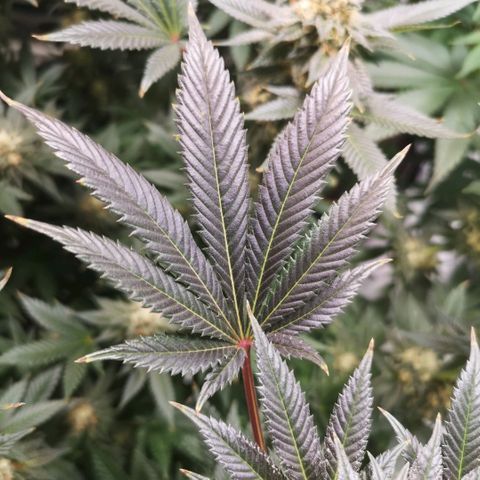 Grandaddy black growlog timeline photo