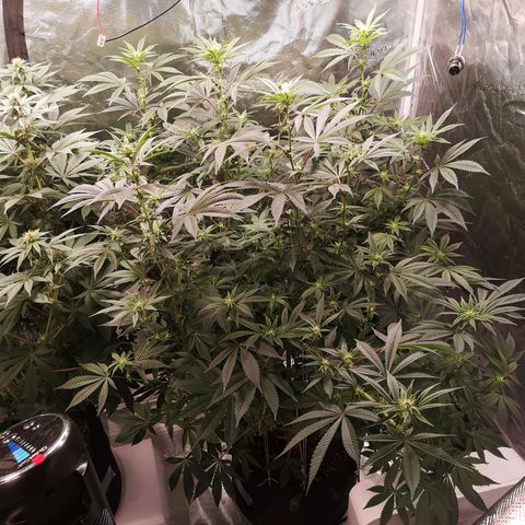 O. K. C growlog timeline photo