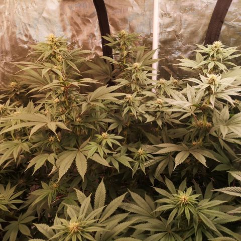 10th Planet growlog timeline photo