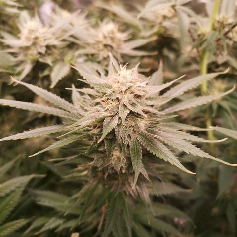 Cheese growlog timeline photo