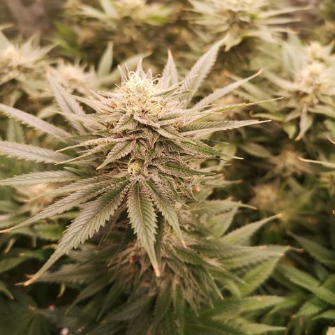 Cheese growlog timeline photo
