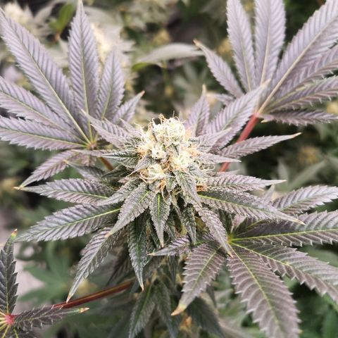 Grandaddy black growlog timeline photo