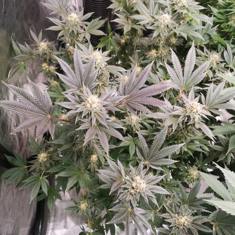 Grandaddy black growlog timeline photo