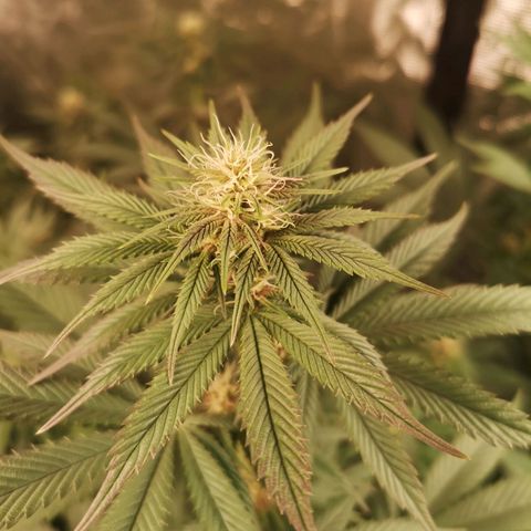 10th Planet growlog timeline photo